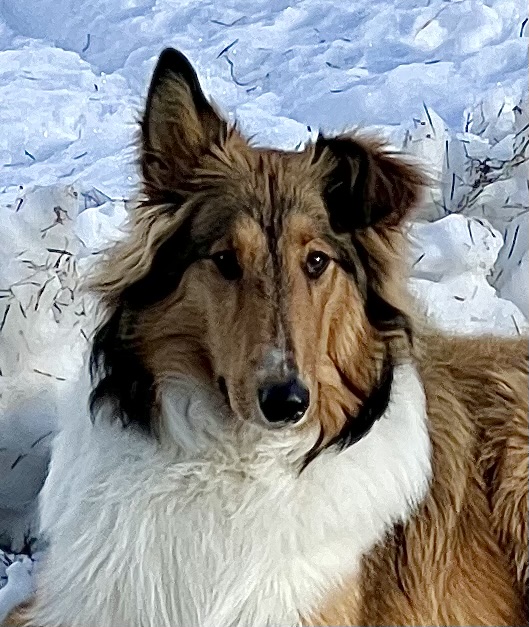 image scottish collie image
